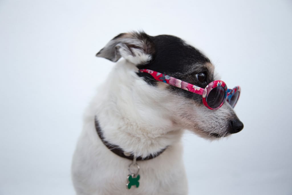 self-service dog wash social media
