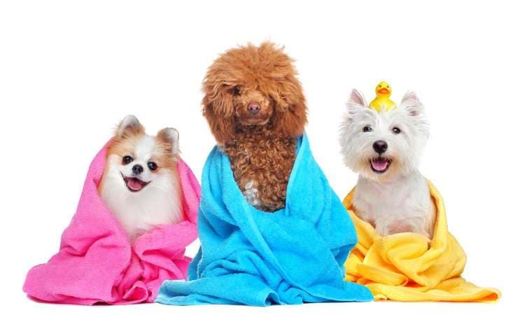 self-service dog wash pet wash