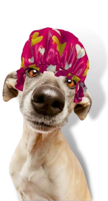 self-service dog wash pet wash